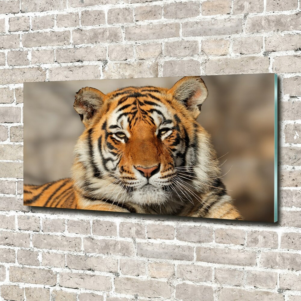 Foto-obraz szklany Tygrys bengalski