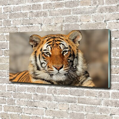 Foto-obraz szklany Tygrys bengalski