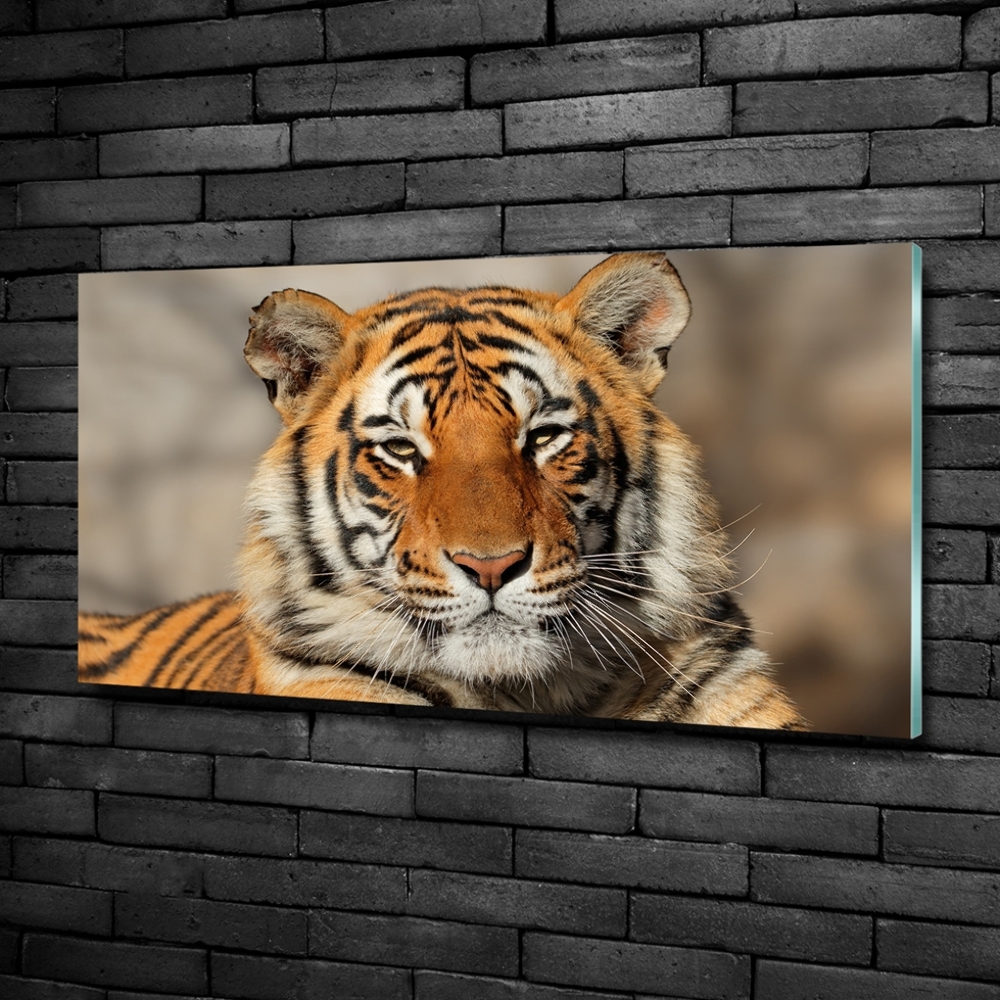 Foto-obraz szklany Tygrys bengalski
