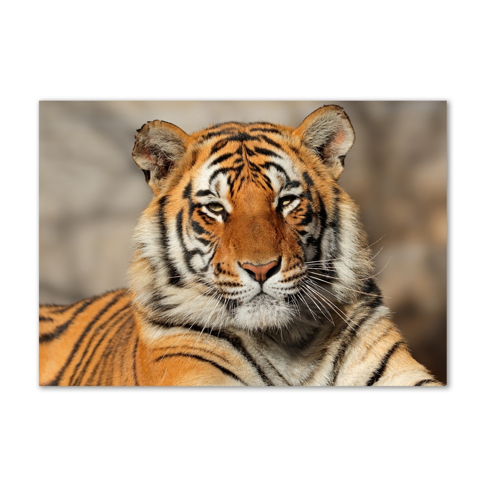 Foto-obraz szklany Tygrys bengalski