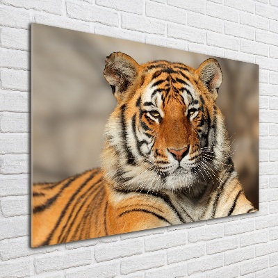 Foto-obraz szklany Tygrys bengalski