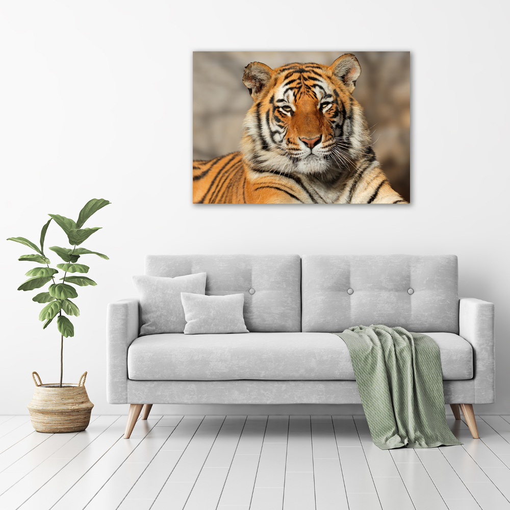 Foto-obraz szklany Tygrys bengalski