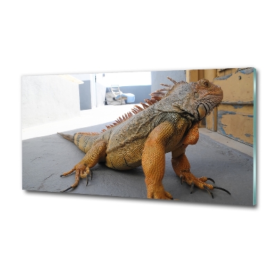 Foto-obraz zdjęcie szkło hartowane Iguana