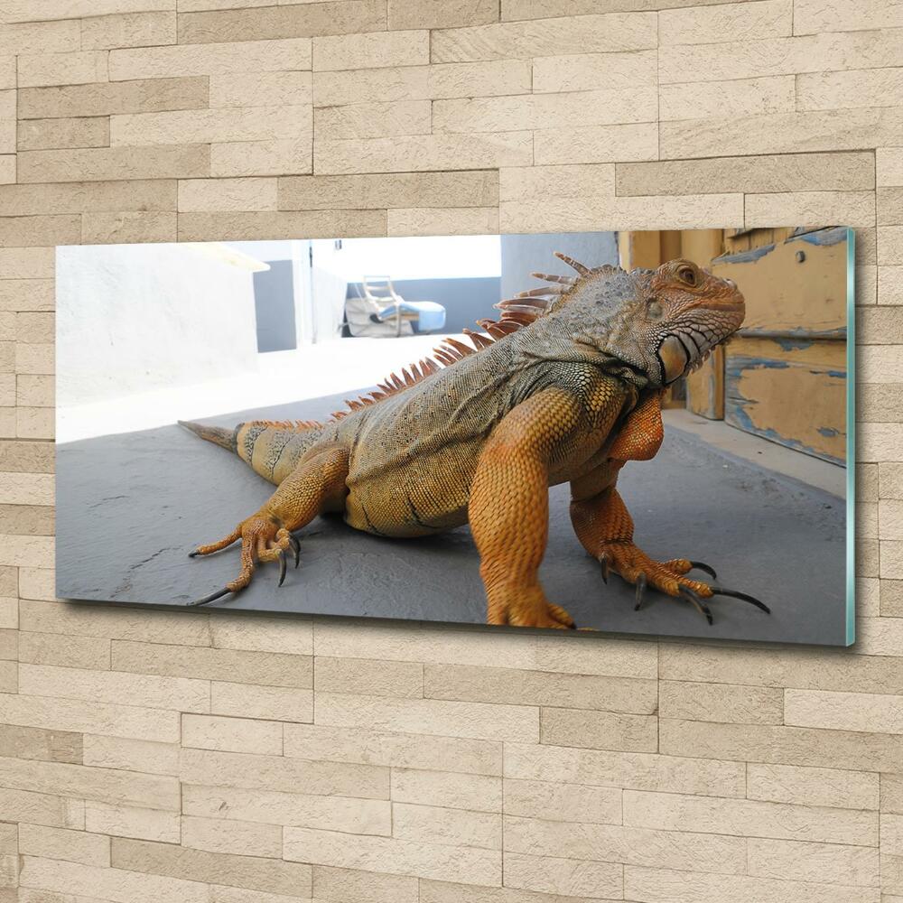 Foto-obraz zdjęcie szkło hartowane Iguana