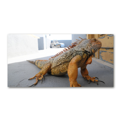 Foto-obraz zdjęcie szkło hartowane Iguana