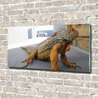 Foto-obraz zdjęcie szkło hartowane Iguana