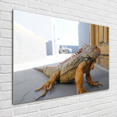 Foto-obraz zdjęcie szkło hartowane Iguana