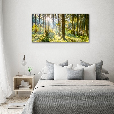 Foto obraz szkło hartowane Las w słońcu