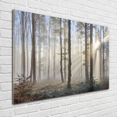 Foto obraz szkło hartowane Mgła w lesie