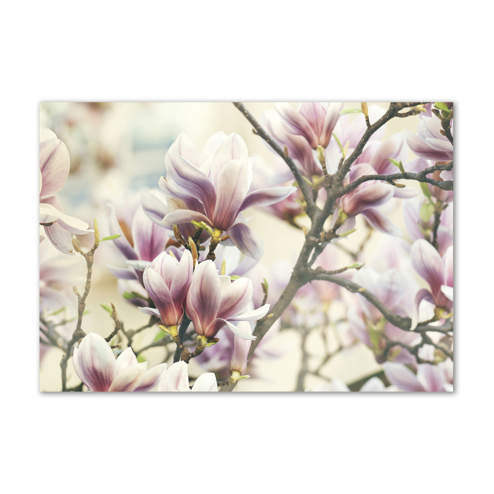 Foto obraz szkło hartowane Magnolia