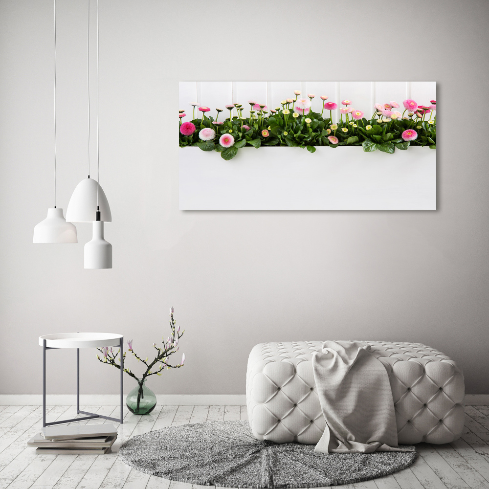 Foto obraz szklany Różowe stokrotki