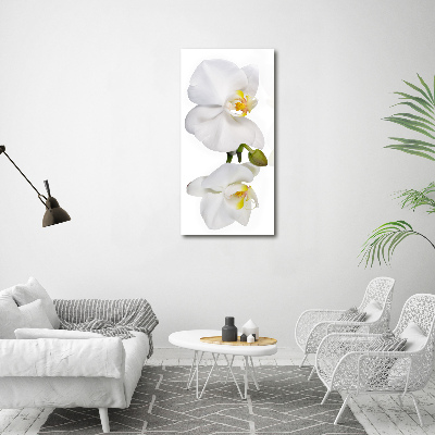 Foto obraz zdjęcie na szkle pionowy Biała orchidea