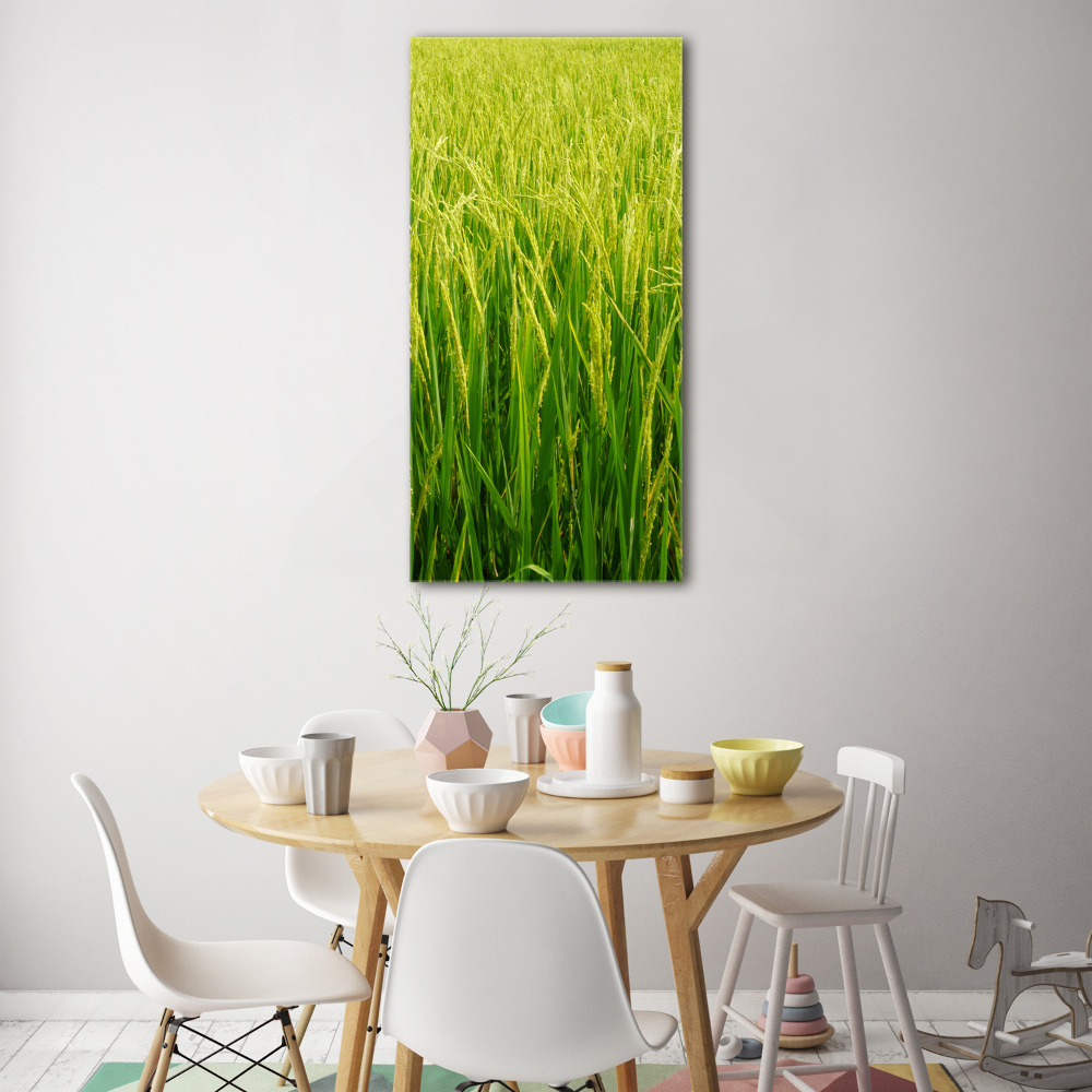 Foto obraz zdjęcie na szkle pionowy Plantacja ryżu