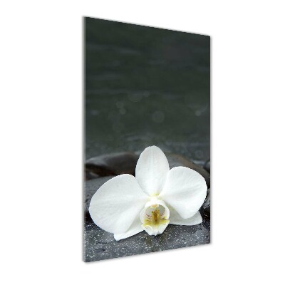 Foto obraz na szkle pionowy Orchidea kamienie