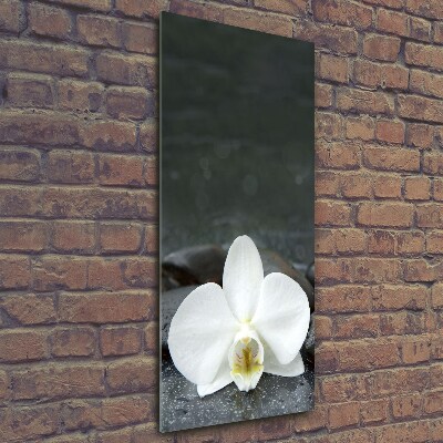 Foto obraz na szkle pionowy Orchidea kamienie