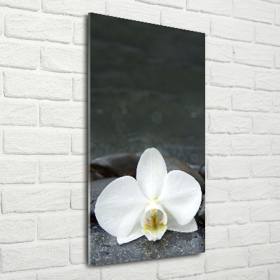 Foto obraz na szkle pionowy Orchidea kamienie