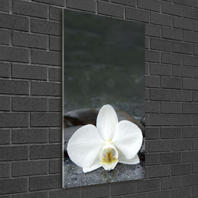 Foto obraz na szkle pionowy Orchidea kamienie