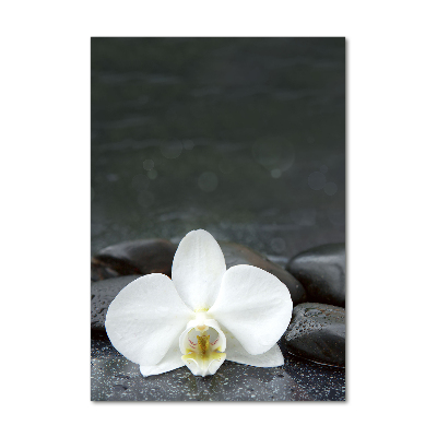 Foto obraz na szkle pionowy Orchidea kamienie