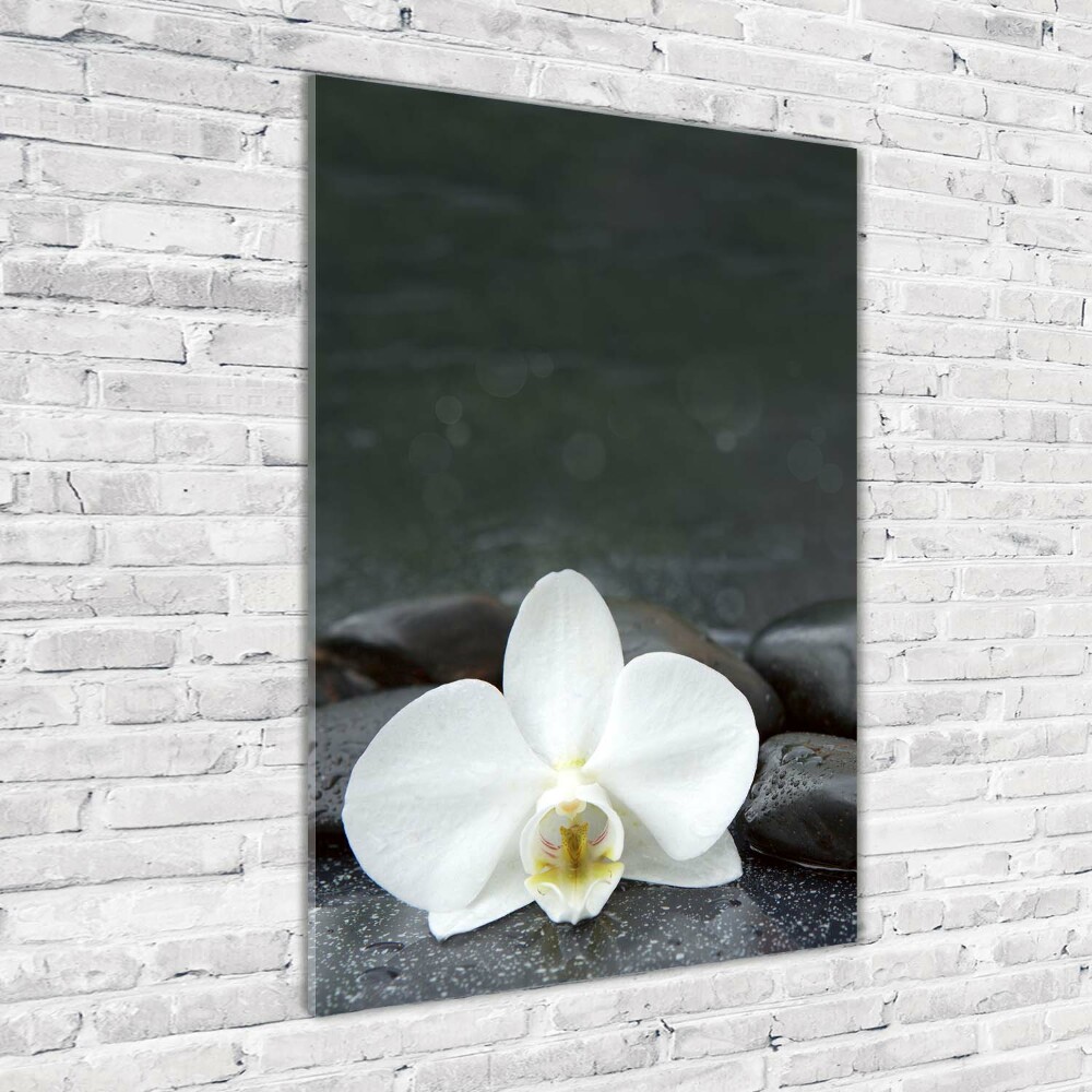 Foto obraz na szkle pionowy Orchidea kamienie
