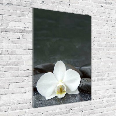 Foto obraz na szkle pionowy Orchidea kamienie