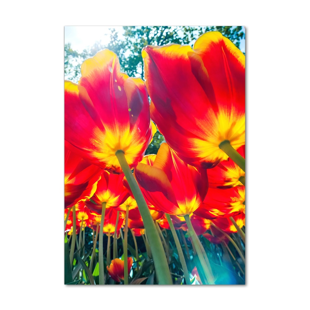 Foto obraz na szkle pionowy Czerwone tulipany