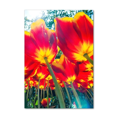 Foto obraz na szkle pionowy Czerwone tulipany