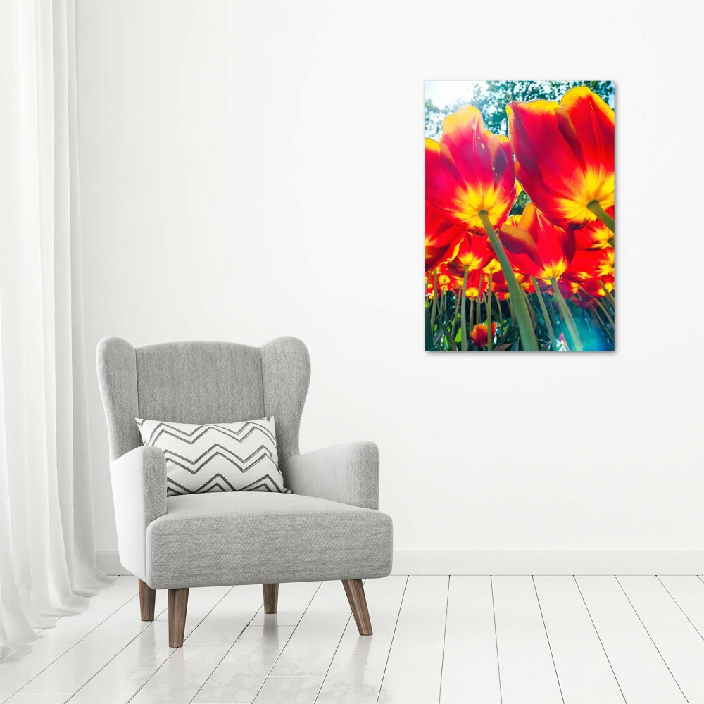 Foto obraz na szkle pionowy Czerwone tulipany