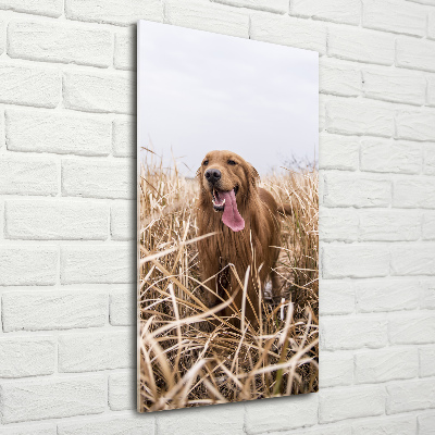 Foto obraz szklany pionowy Golden retriever
