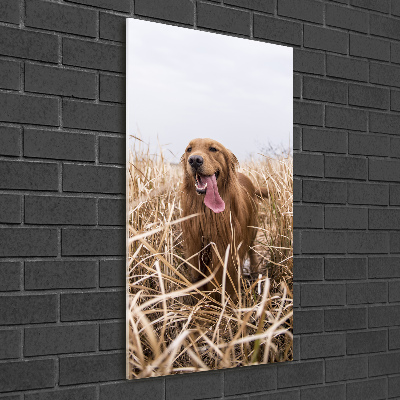 Foto obraz szklany pionowy Golden retriever