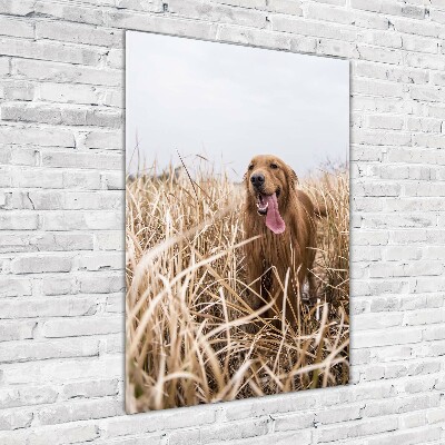 Foto obraz szklany pionowy Golden retriever