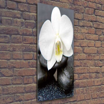 Foto obraz na szkle pionowy Orchidea i kamienie