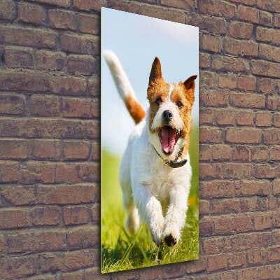 Foto obraz na szkle pionowy Pies Jack Russell
