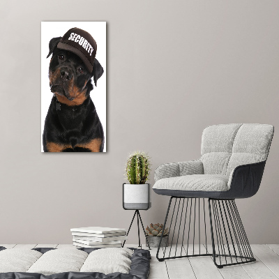 Foto obraz na szkle pionowy Rottweiler w czapce