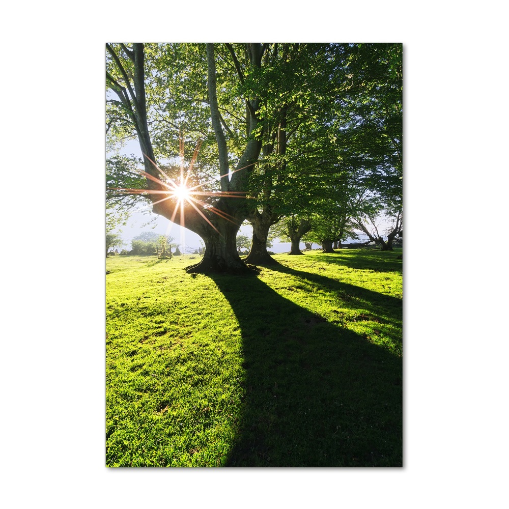 Nowoczesny foto obraz na ścianę pionowy Park