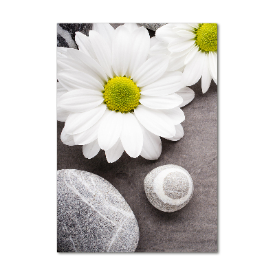 Foto-obraz zdjęcie na szkle pionowy Gerbera