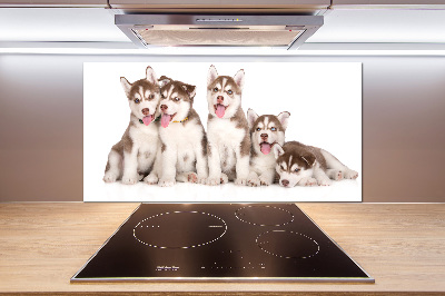 Panel do kuchni Szczeniaki Husky