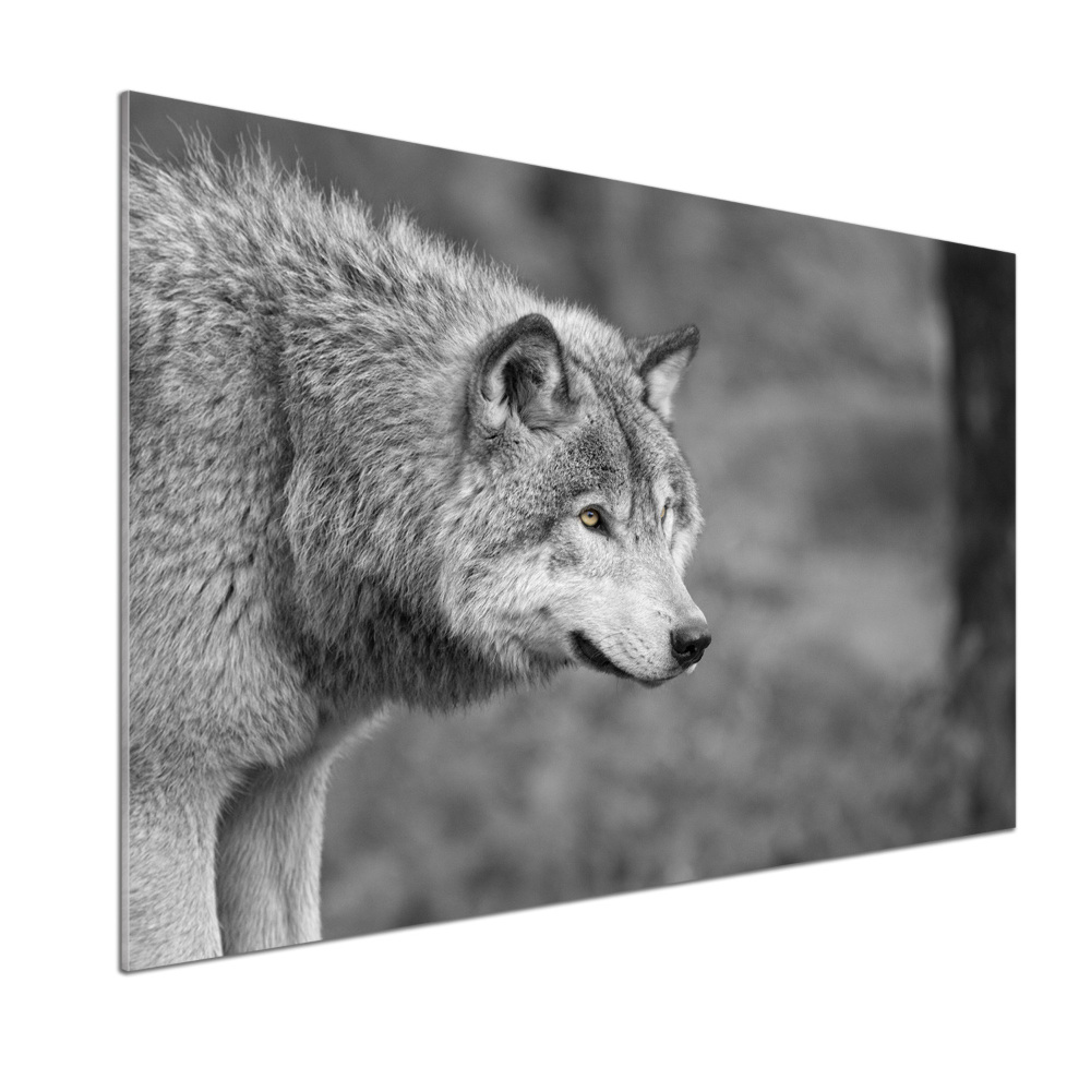 Panel dekor szkło Szary wilk