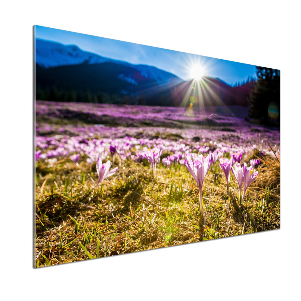 Panel do kuchni Krokusy na polanie