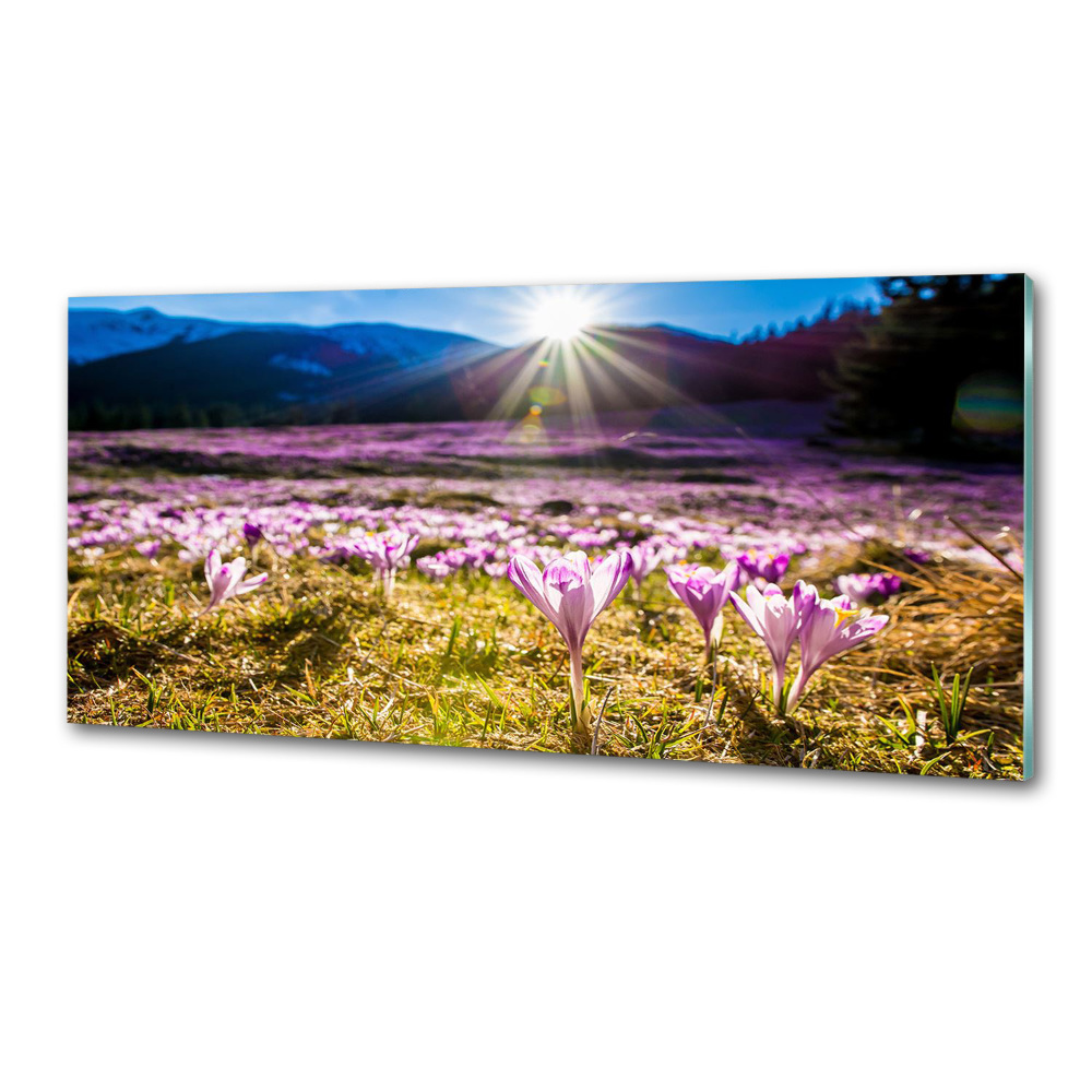 Panel do kuchni Krokusy na polanie