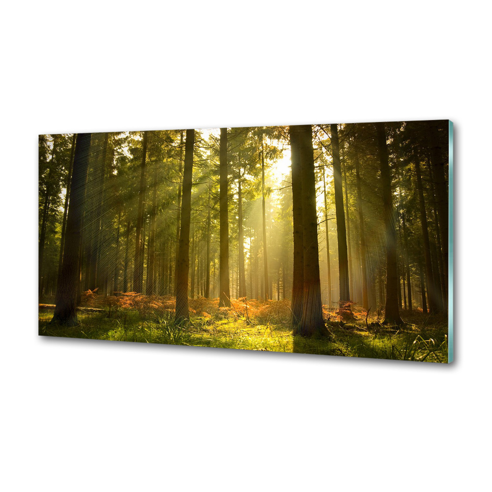 Panel dekor szkło Las w słońcu