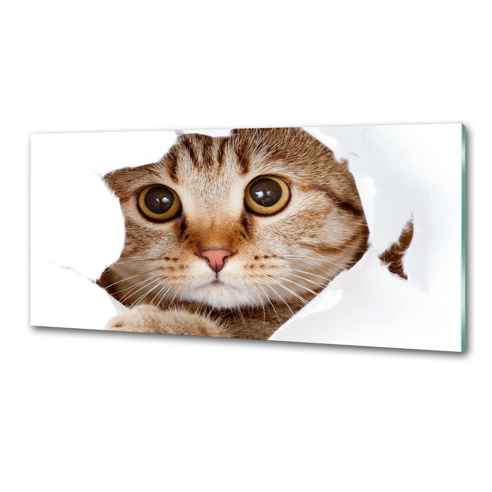 Panel szkło hartowane do kuchni Kot