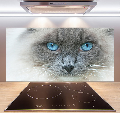 Panel lacobel Kot niebieskie oczy