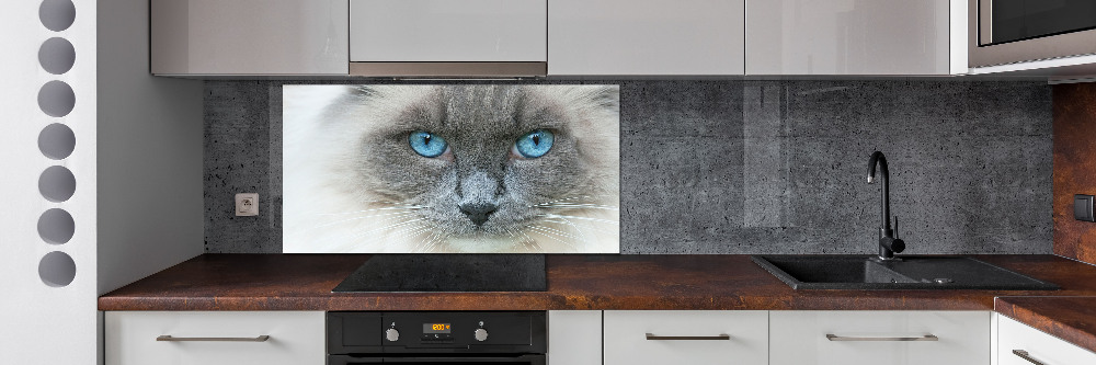 Panel lacobel Kot niebieskie oczy