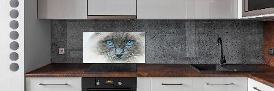 Panel lacobel Kot niebieskie oczy