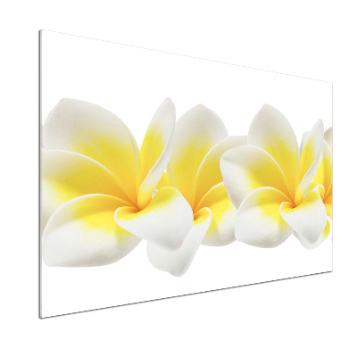 Panel między meble w kuchni Plumeria