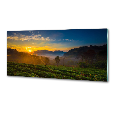 Panel do kuchni Plantacja herbaty
