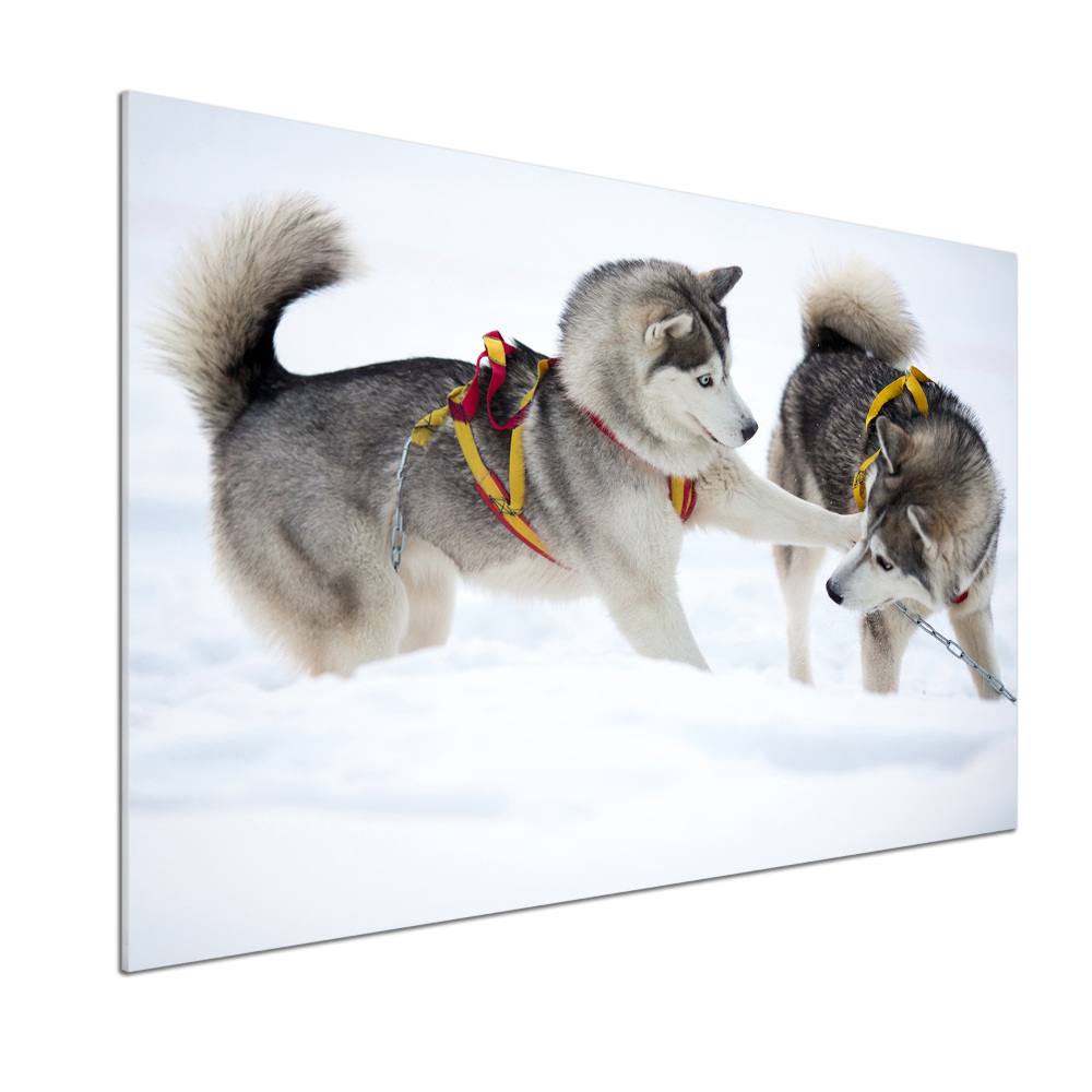 Panel dekor szkło Husky zimą
