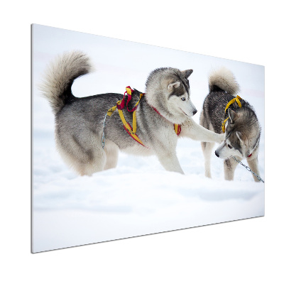 Panel dekor szkło Husky zimą
