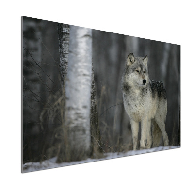 Panel dekor szkło Szary wilk
