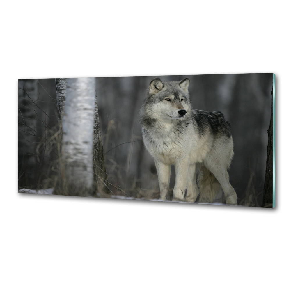 Panel dekor szkło Szary wilk